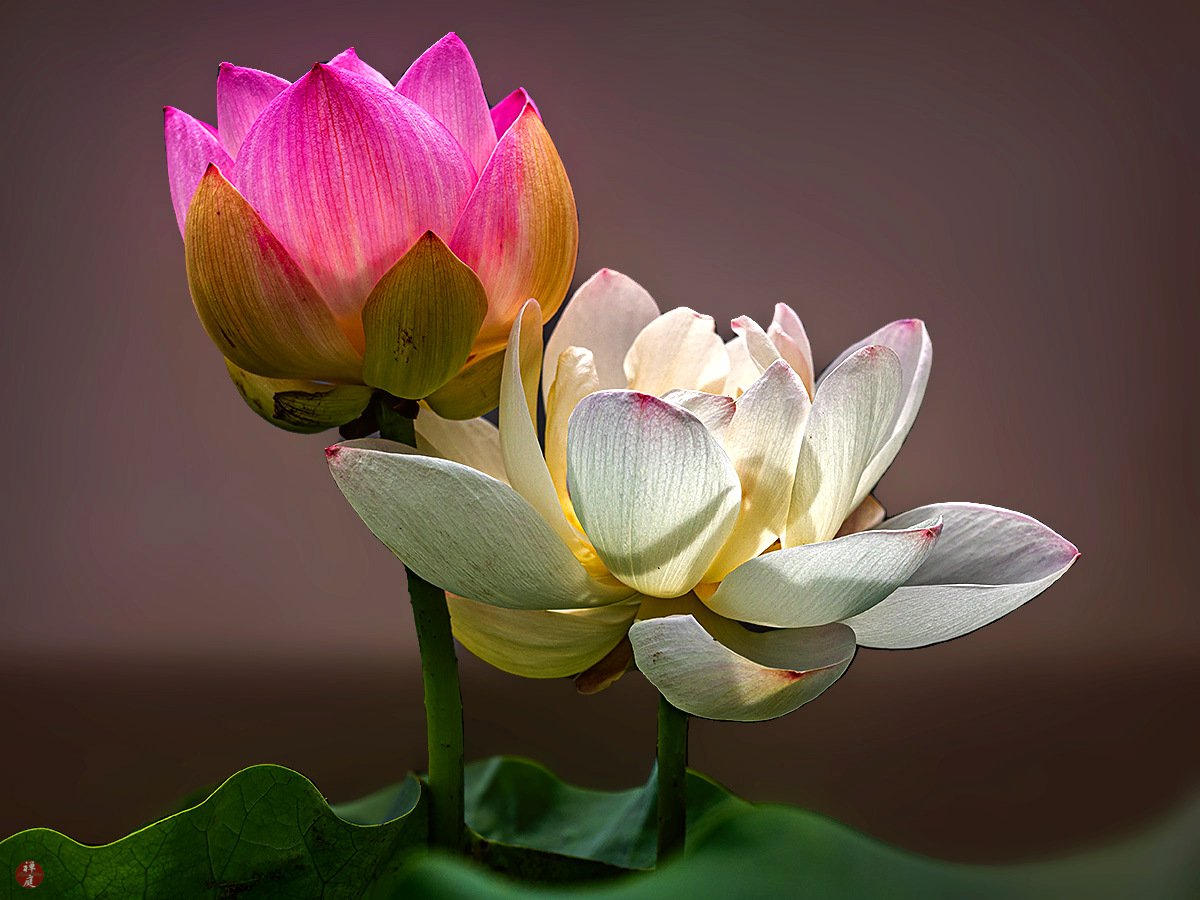 🌸 히비야 화단 오후나 플라워 센터 이미지 9